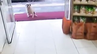 Thank you human for your kindness