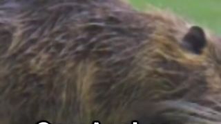 10 horrible facts about animals