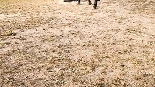 Horse get startled by a cat hiding in the hay ????