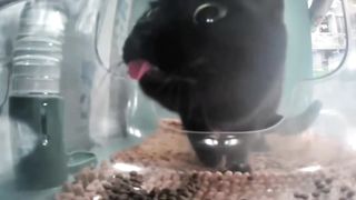 blep :p