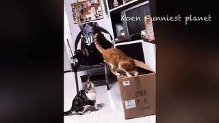Animal funny videos