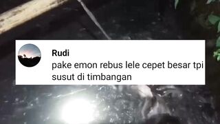 Pakan alternatif EMON REBUS ikan lele CEPAT BESAR tapi menyusut saat ditimbang❗MITOS atau FAKTA