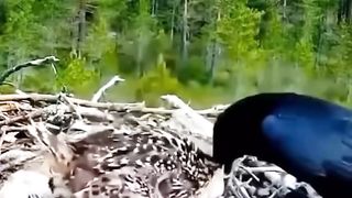 Eagle