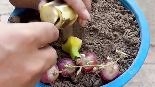 استمتع بمحصول العنب على شجرة الموز مع التطعيم