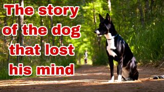 The story of the dog that lost his mind