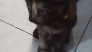 Funny cat