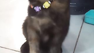 Funny cat