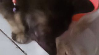 Funny cat