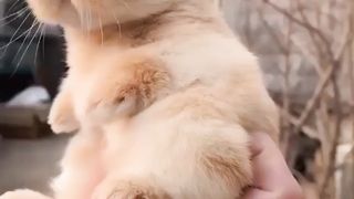 Piece of fluff