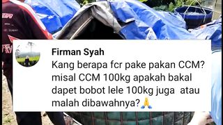 Berapa FCR pakan CCM❓Apakah 100kg CCM bisa jadi 100kg ikan lele❓
