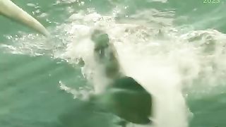lion in the sea amazing movei