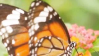 10 Funny Unknown Things About Animals