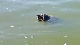 catfish and turttle