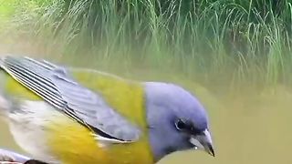 Beautiful bird