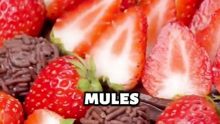 Pak RT mules