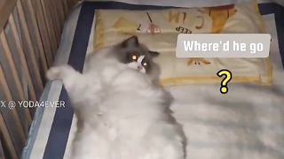 The perfect account to show your parents when you want a cat