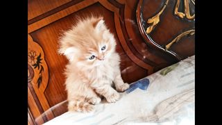 poogy growing  p1