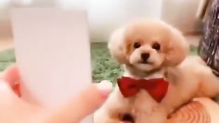 Pup reacting to pictures of itself