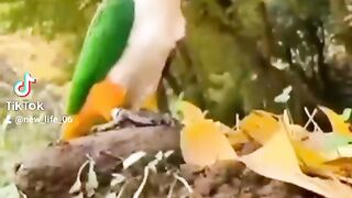 Funny bird