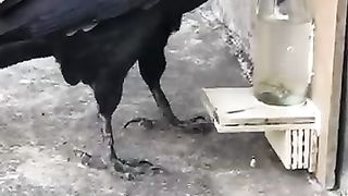 Crow fun