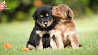 You are here in Tunisia and you are with me.... #My dogs