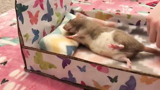 Sleepy Bean gets a Real Bed! ???? ????
