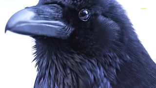 As Cleber as they are majestic