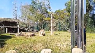 Zoo Lyon