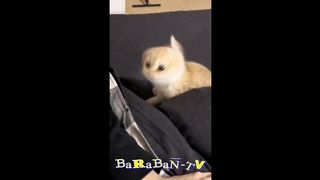 Видео смешных котов и котят для хорошего настроения! ????