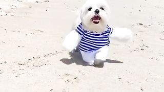 Funny Animal video