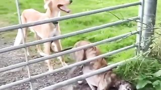 Funny Animal video