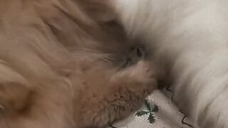 Animal love