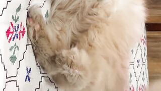 Cute animals fight