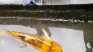 GOLDEN FISH