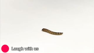 Head Lice Control is very funny||Laugh with us #funny #pranks #happy