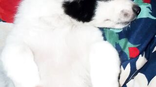 My dog