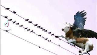 Comedy video