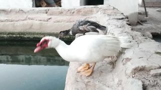 Beautiful ducks