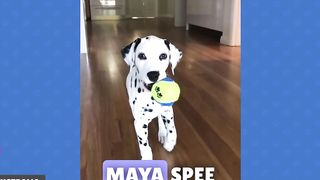 Cute Dogs Around the World