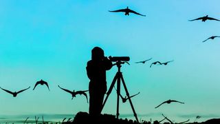 migratory bird