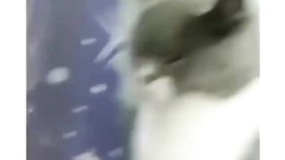 Brave cat