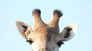 What you looking at?