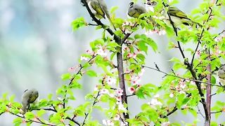 Melodies of chirping birds
