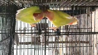 Two parrots in cage