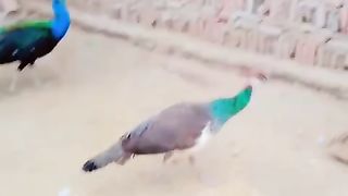 The peacock run