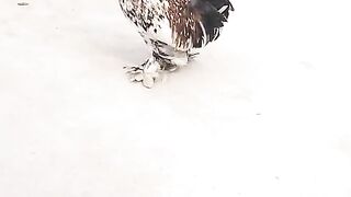 Do you see this rooster