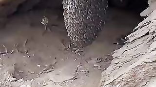 Milk video