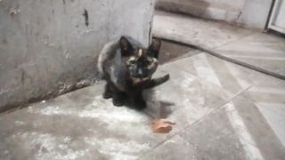 Beautiful cat