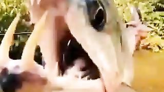 Amazing world best video