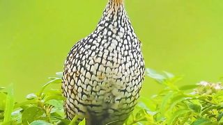 Call Compilation Painted Snipe, Painted Francolin, Grey Francolin , Rock Bush Quail.